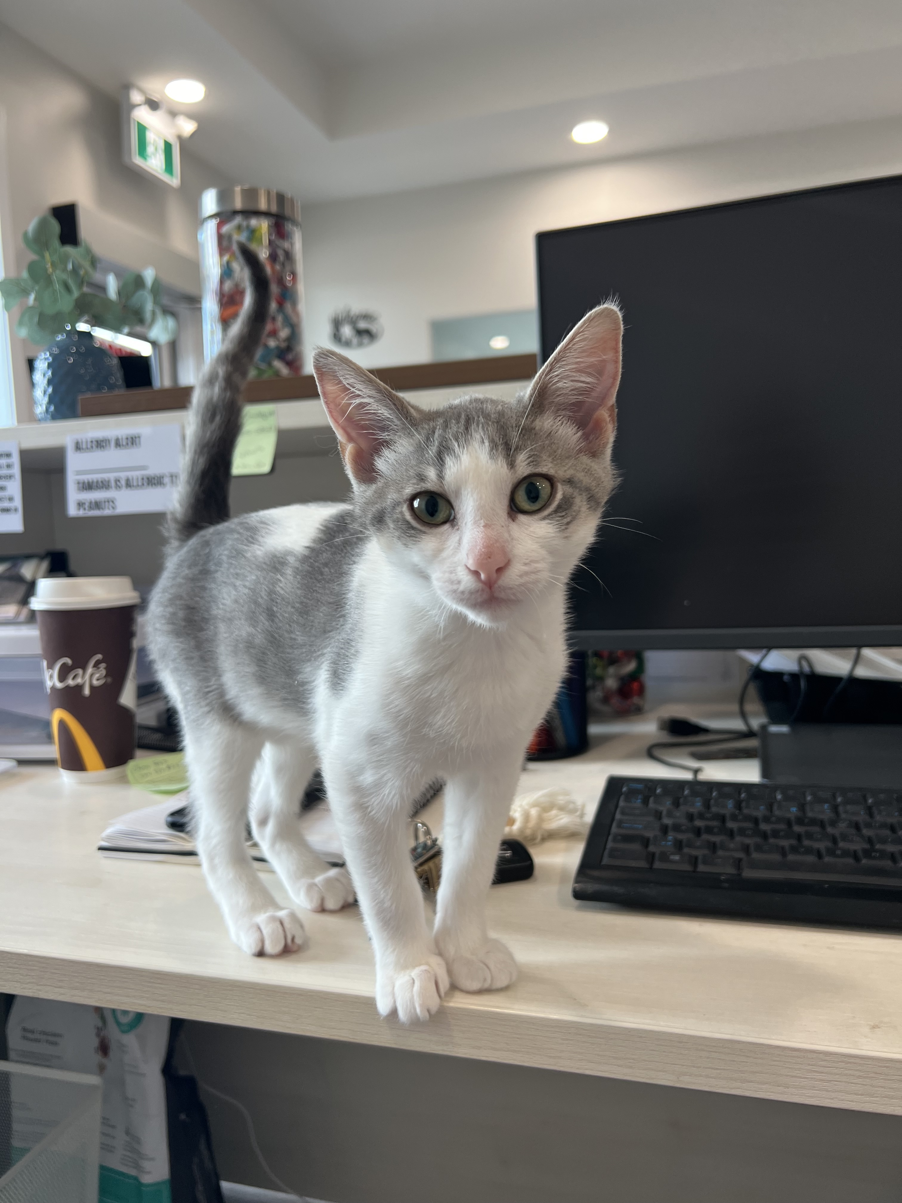 Fearless, an adoptable Domestic Short Hair in Steinbach, MB, R5G 2B2 | Photo Image 5