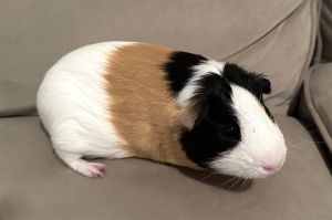 Fish the guinea pig is the ultimate connoisseur on tomatoes celery and all leafy vegetables He 