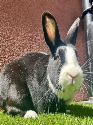 Looking for a tasty treat of a bun Meet Oreo Cookie This petite bun boy is feeling a bit timid