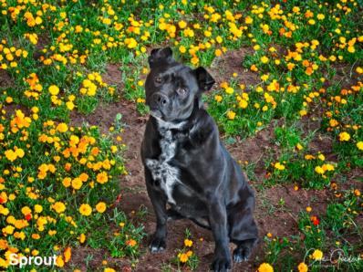 SPROUT, an adoptable Mixed Breed in Santa Fe, NM, 87507 | Photo Image 1