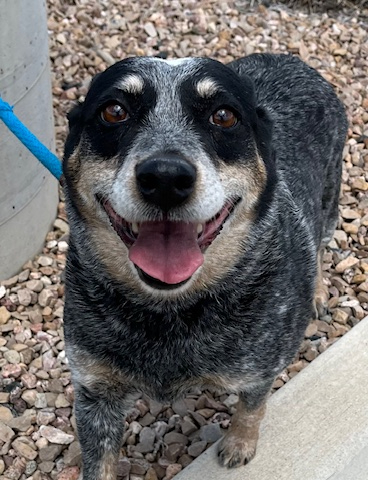 Piper, an adoptable Australian Cattle Dog / Blue Heeler in Grand Junction, CO, 81503 | Photo Image 1