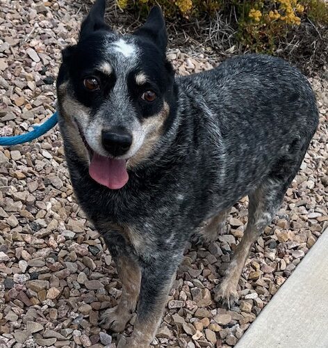 Piper, an adoptable Australian Cattle Dog / Blue Heeler in Grand Junction, CO, 81503 | Photo Image 2