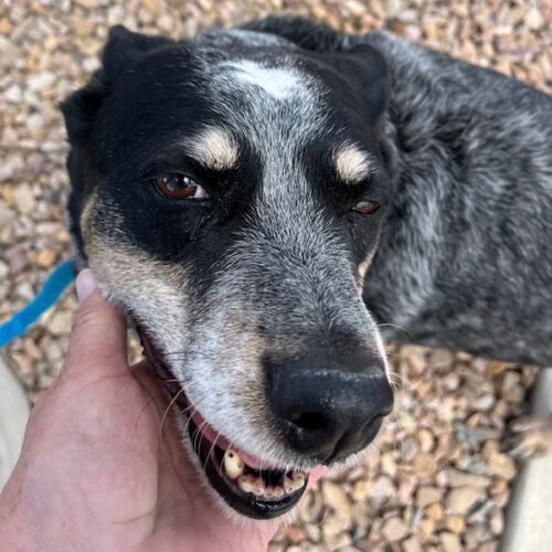 Piper, an adoptable Australian Cattle Dog / Blue Heeler in Grand Junction, CO, 81503 | Photo Image 3