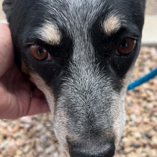 Piper, an adoptable Australian Cattle Dog / Blue Heeler in Grand Junction, CO, 81503 | Photo Image 4