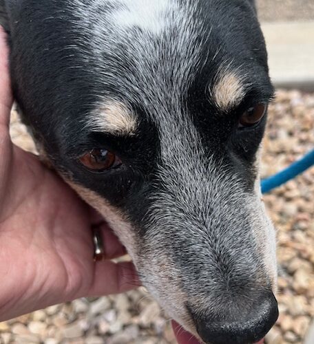 Piper, an adoptable Australian Cattle Dog / Blue Heeler in Grand Junction, CO, 81503 | Photo Image 5