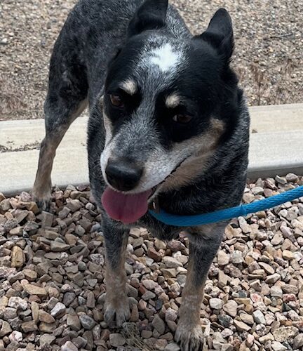 Piper, an adoptable Australian Cattle Dog / Blue Heeler in Grand Junction, CO, 81503 | Photo Image 6