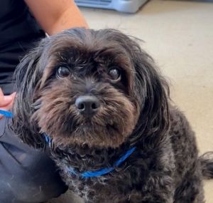 My name is Ashe Im a male Shih TzuPoodle mix Im 9 years old and weigh 14 pounds Im a