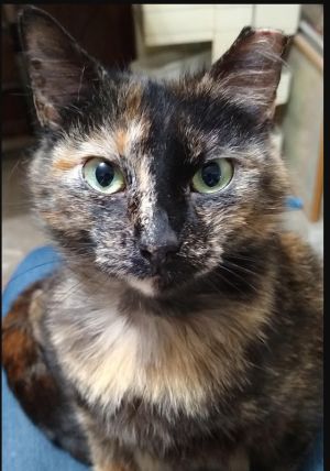 Very affectionate lap cat Lily is a very intelligent and inquisitive short-haired tortoiseshell cat