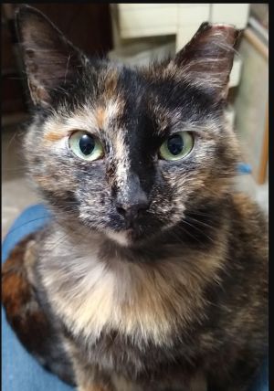 Lily Tortoiseshell Cat