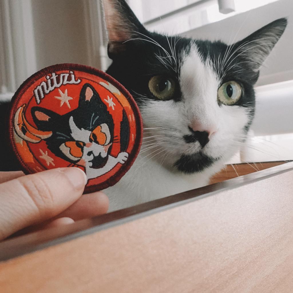 MITZI, an adoptable Domestic Short Hair in San Antonio, TX, 78212 | Photo Image 1