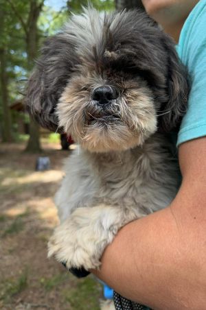 You can fill out an adoption application online on our official websiteCharlie AL is a male Shih 