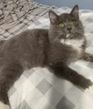 Lily - Fuzzy Gray Kitten - ADORABLE Domestic Long Hair Cat