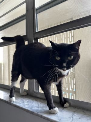 Cassina, Adult Female unknown
