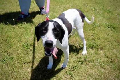 Blueberry, an adoptable Mixed Breed in Oskaloosa, IA, 52577 | Photo Image 1