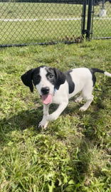 Blueberry, an adoptable Mixed Breed in Oskaloosa, IA, 52577 | Photo Image 2