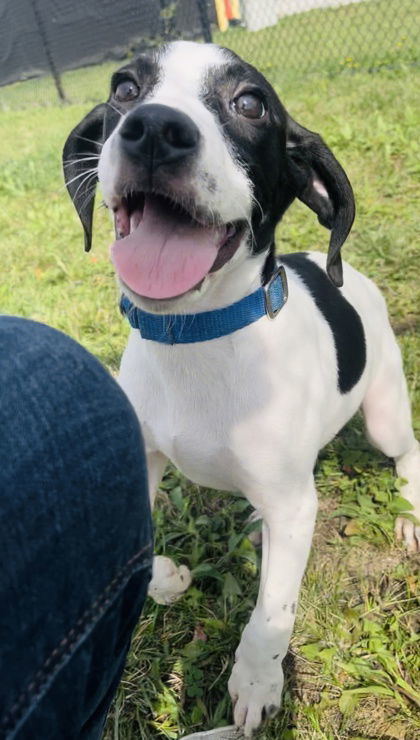 Blueberry, an adoptable Mixed Breed in Oskaloosa, IA, 52577 | Photo Image 3