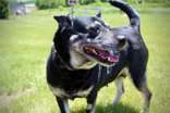 Lily, an adoptable Shepherd in Oskaloosa, IA, 52577 | Photo Image 1