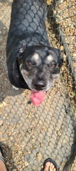 Lily, an adoptable Shepherd in Oskaloosa, IA, 52577 | Photo Image 2