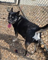 Lily, an adoptable Shepherd in Oskaloosa, IA, 52577 | Photo Image 3