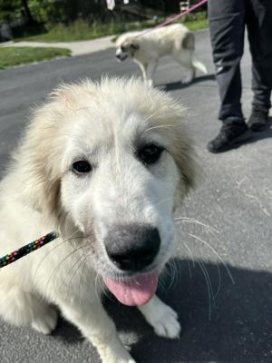 Lena available 6/6 Great Pyrenees Dog