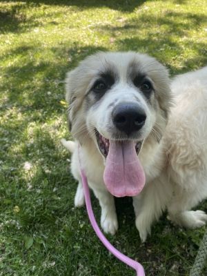 Sabine available 6/6 Great Pyrenees Dog