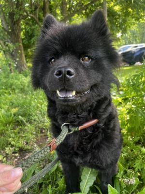 Lady available 6/6 Chow Chow Dog