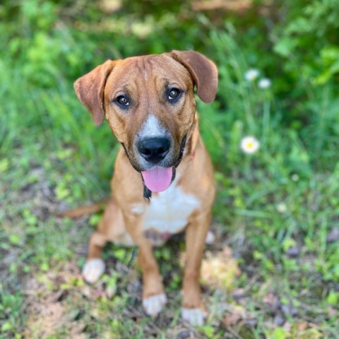 Dog for adoption - Heckin Wadsworth, a Boxer Mix in Rocky Mount, VA ...