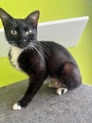 Jeeves (PetSmart Manhattan) Domestic Short Hair Cat