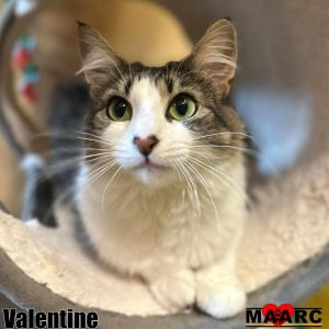 Meet Valentine the 1-year-old medium-haired cat and the perfect feline companion Valentine is a c