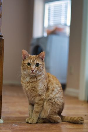 Eugene is around 35 years old He is shy but sweet Eugene needs time to settle into a new environm