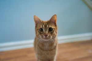 Eugene is around 5 years old He is shy but sweet Eugene needs time to settle into a new environmen