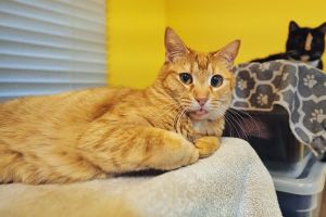 Eugene Domestic Short Hair Cat