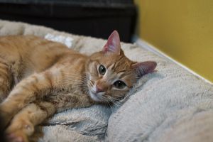 Eugene Domestic Short Hair Cat