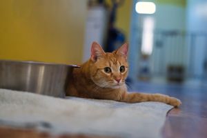Eugene Domestic Short Hair Cat