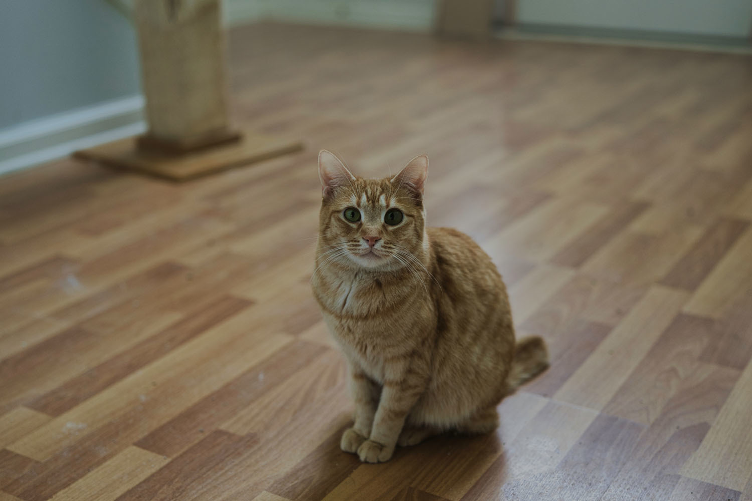 Eugene