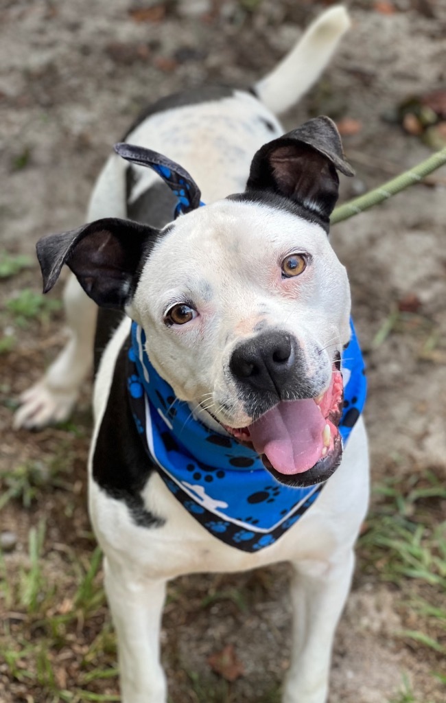 Marlin, an adoptable Terrier, Staffordshire Bull Terrier in Hartsville, SC, 29550 | Photo Image 1