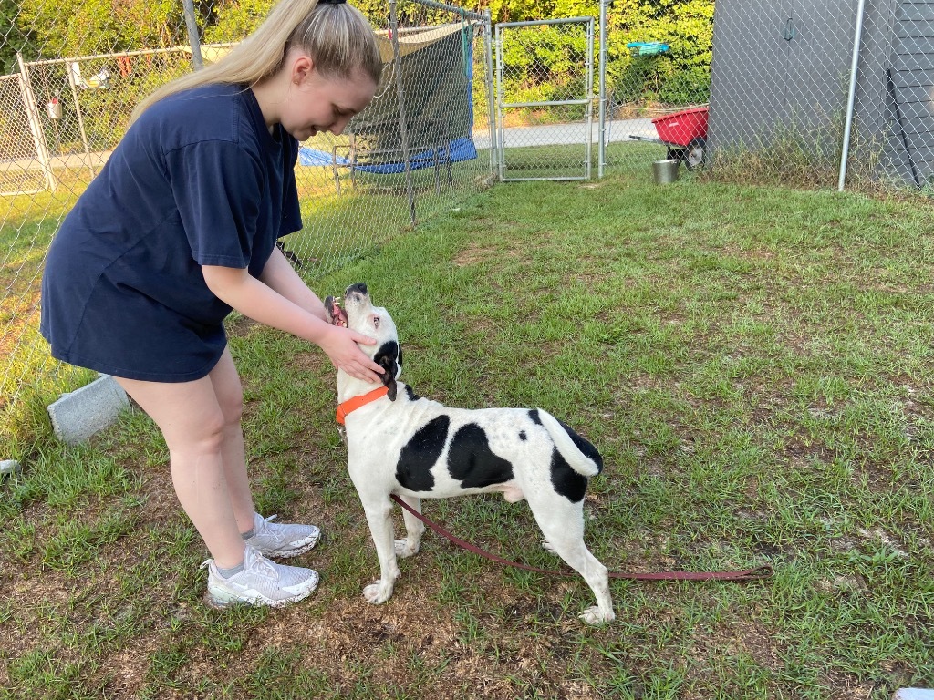 Marlin, an adoptable Terrier, Staffordshire Bull Terrier in Hartsville, SC, 29550 | Photo Image 2