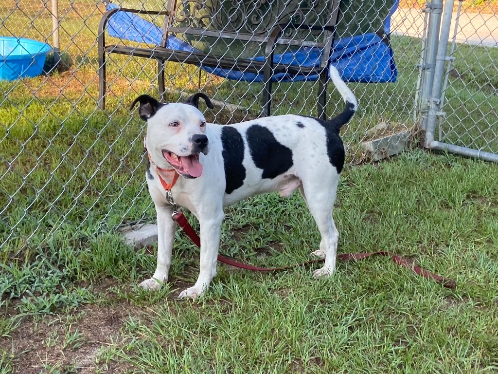 Marlin, an adoptable Terrier, Staffordshire Bull Terrier in Hartsville, SC, 29550 | Photo Image 4