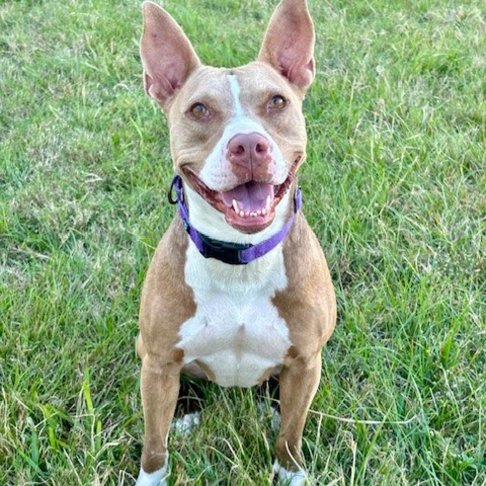 Princess Hokey Pokey