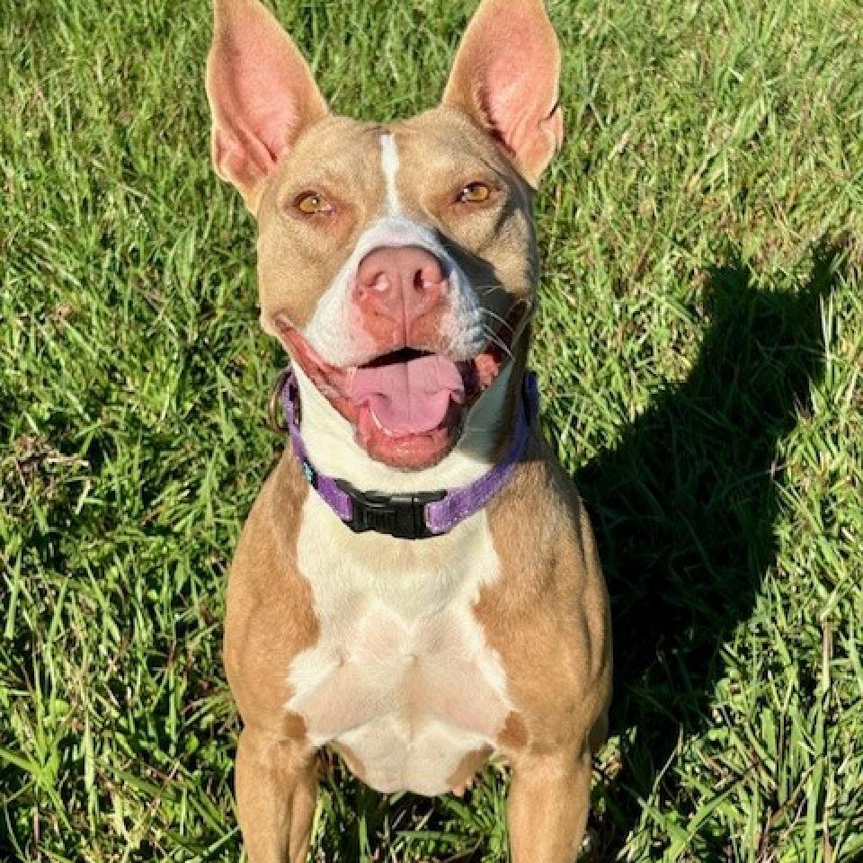 Princess Hokey Pokey