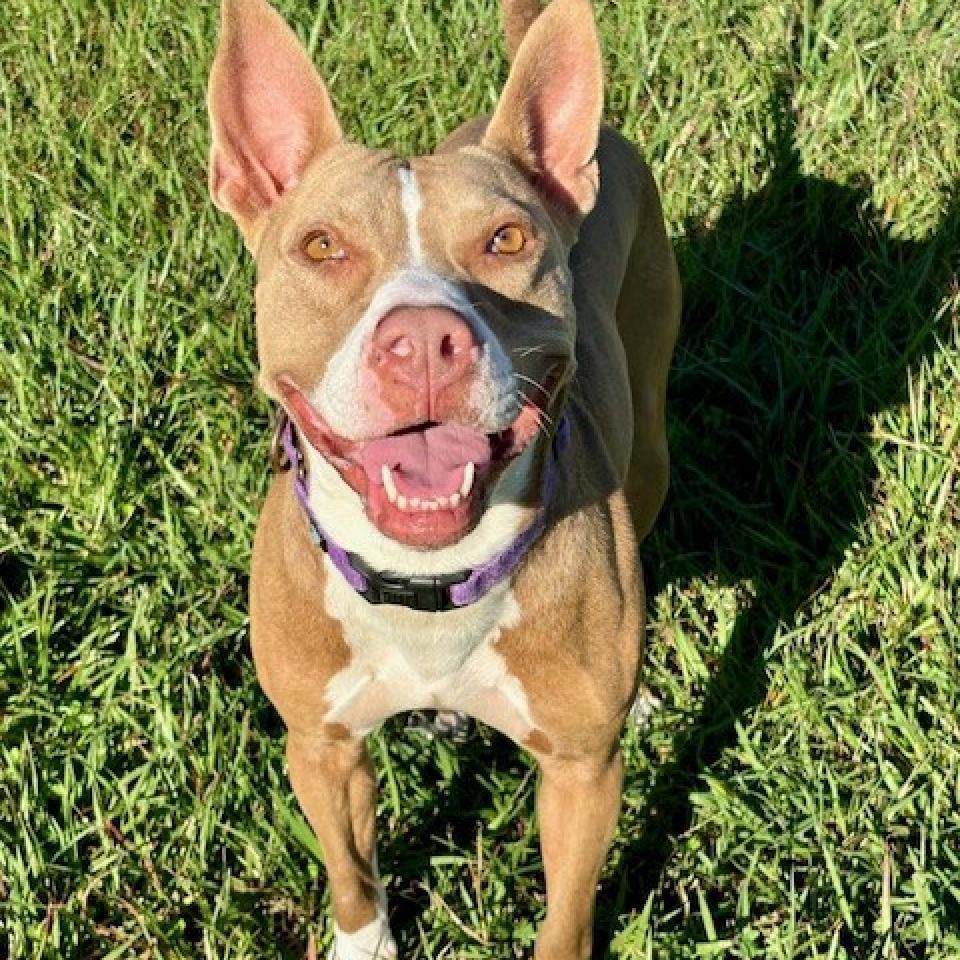 Princess Hokey Pokey