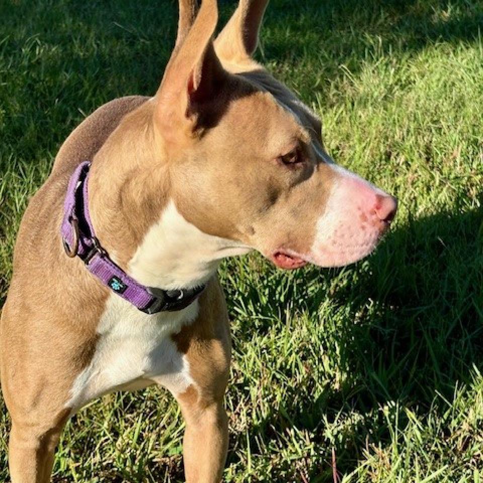 Princess Hokey Pokey