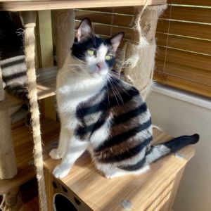 Pancake Extra-Toes Cat / Hemingway Polydactyl Cat