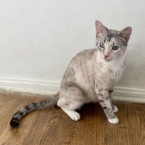 Amira Snowshoe Cat