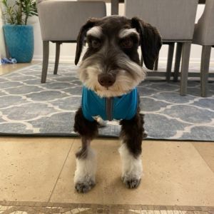 Hershey Bar is a beautiful Schnauzer puppy who came to us from a breeder who had too many dogs and