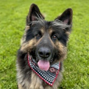 Hey there My name is Jax and Im at the Santa Maria Campus Im a 5-year-old male German Shepherd