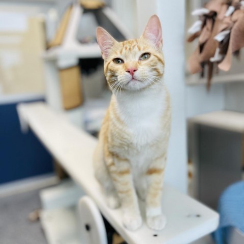 Rum, an adoptable Domestic Short Hair in Great Falls, MT, 59404 | Photo Image 1