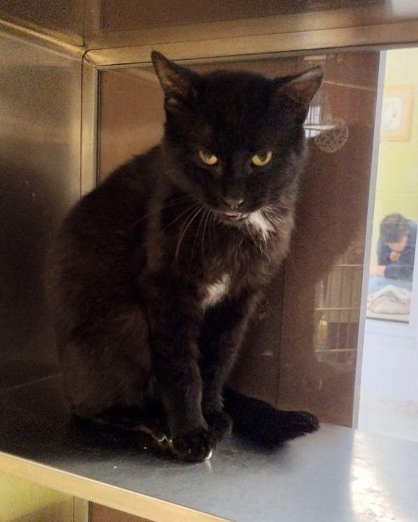 Dixen 41551, an adoptable Domestic Short Hair in Pocatello, ID, 83205 | Photo Image 2