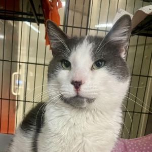 Meet Marty a handsome 1 12-year-old grey and white male cat With his striking coat and friendly n