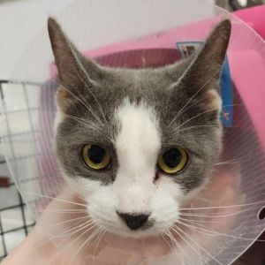 Meet Garnet an adorable 11-month-old female grey and white cat with a charming personality and a so